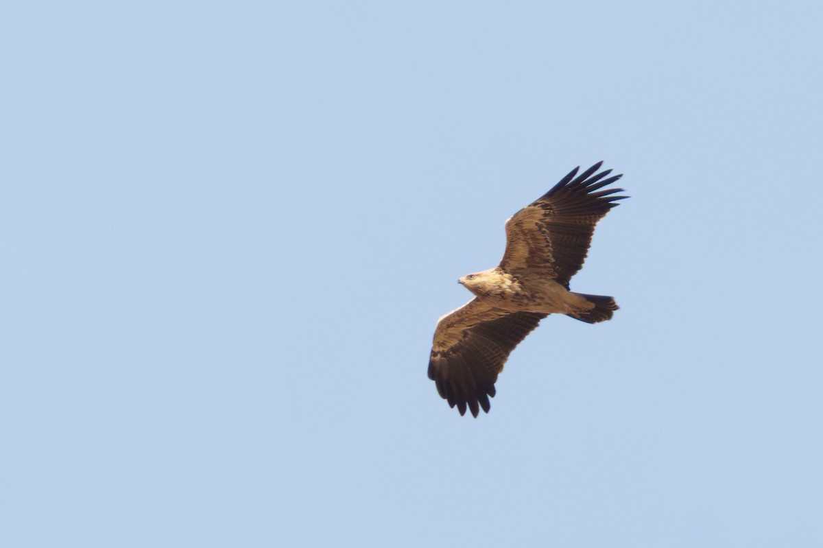 Lesser Spotted Eagle - ML643079207