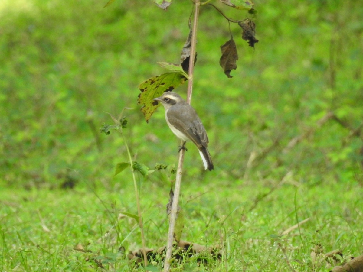 Common Woodshrike - ML643079212