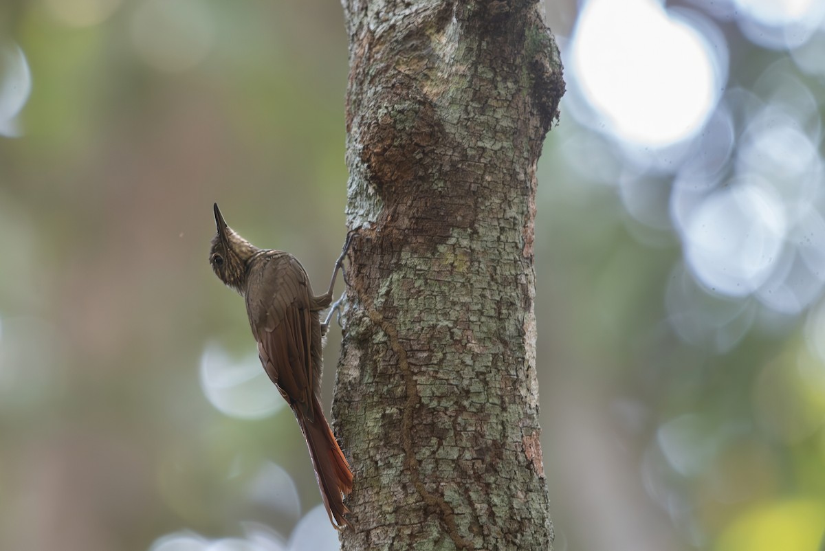 Spot-throated Woodcreeper - ML643079223