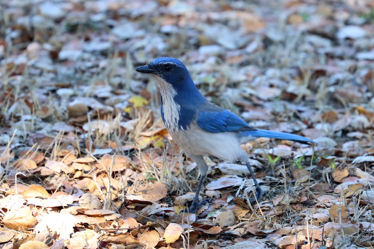 California Scrub-Jay - ML643079228