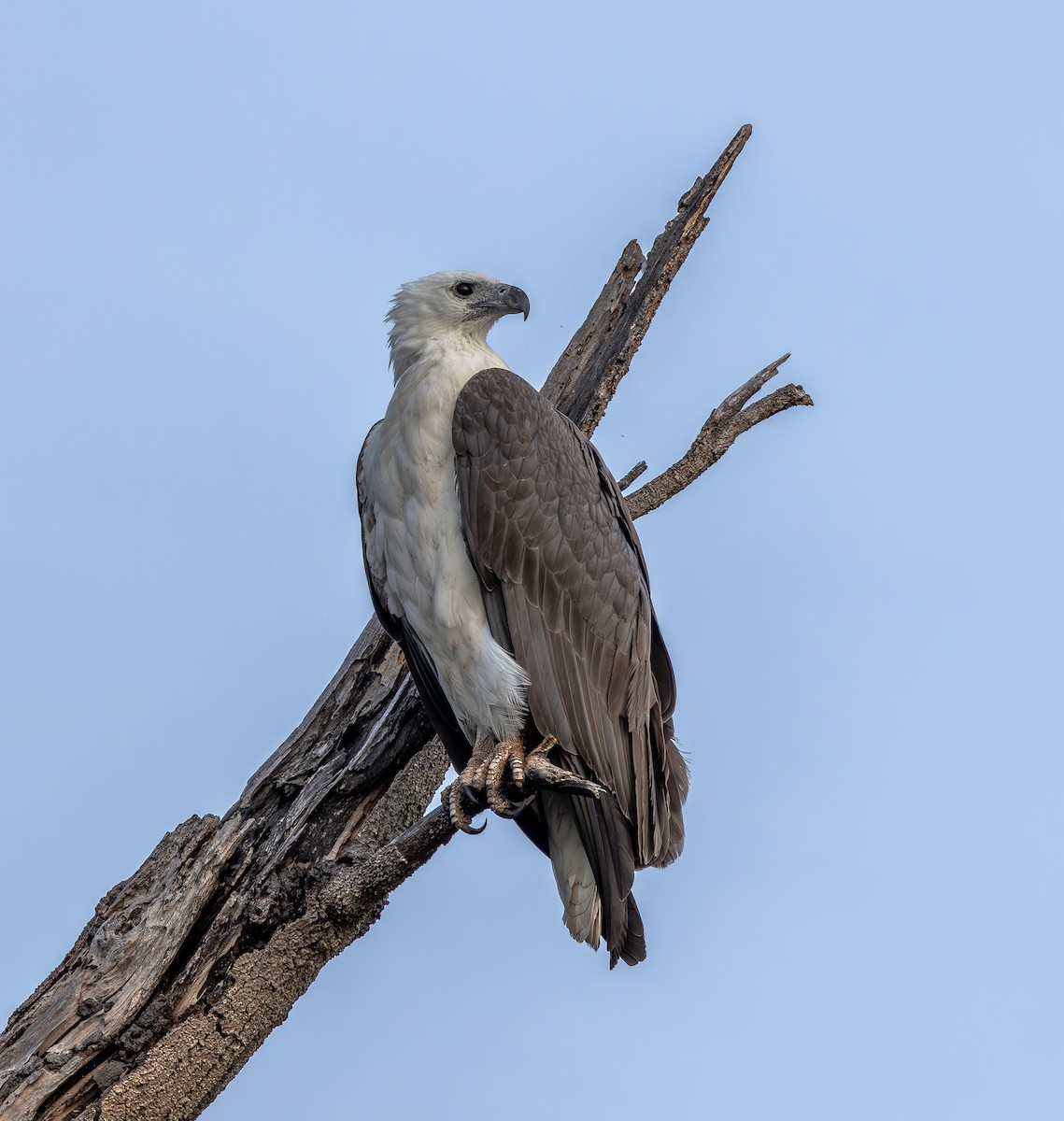 White-bellied Sea-Eagle - ML643079230