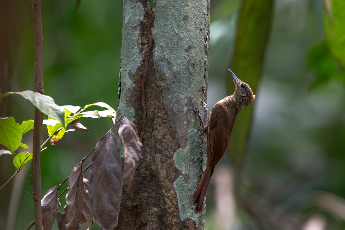 Mournful Long-tailed Woodcreeper - ML643079231
