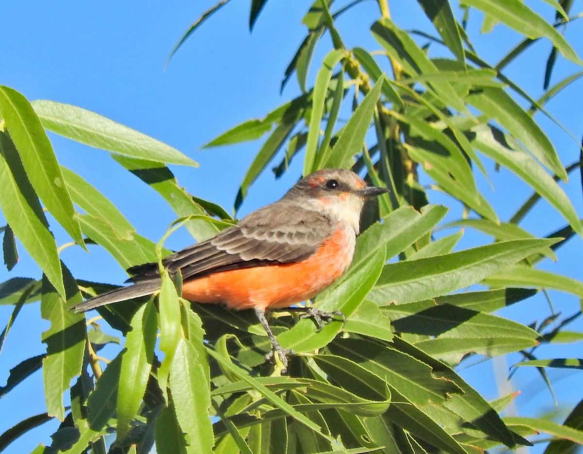 Vermilion Flycatcher - ML643079253