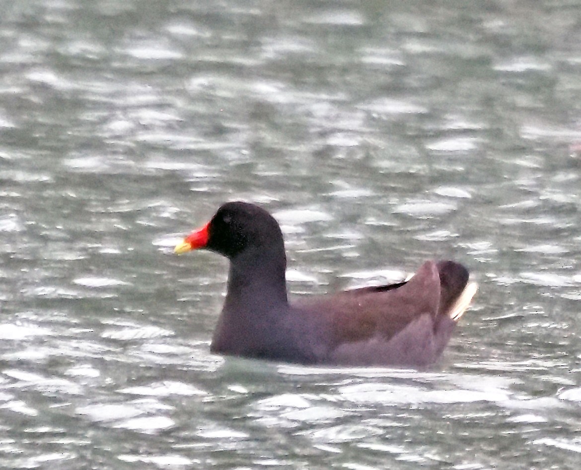 Dusky Moorhen - ML643079266