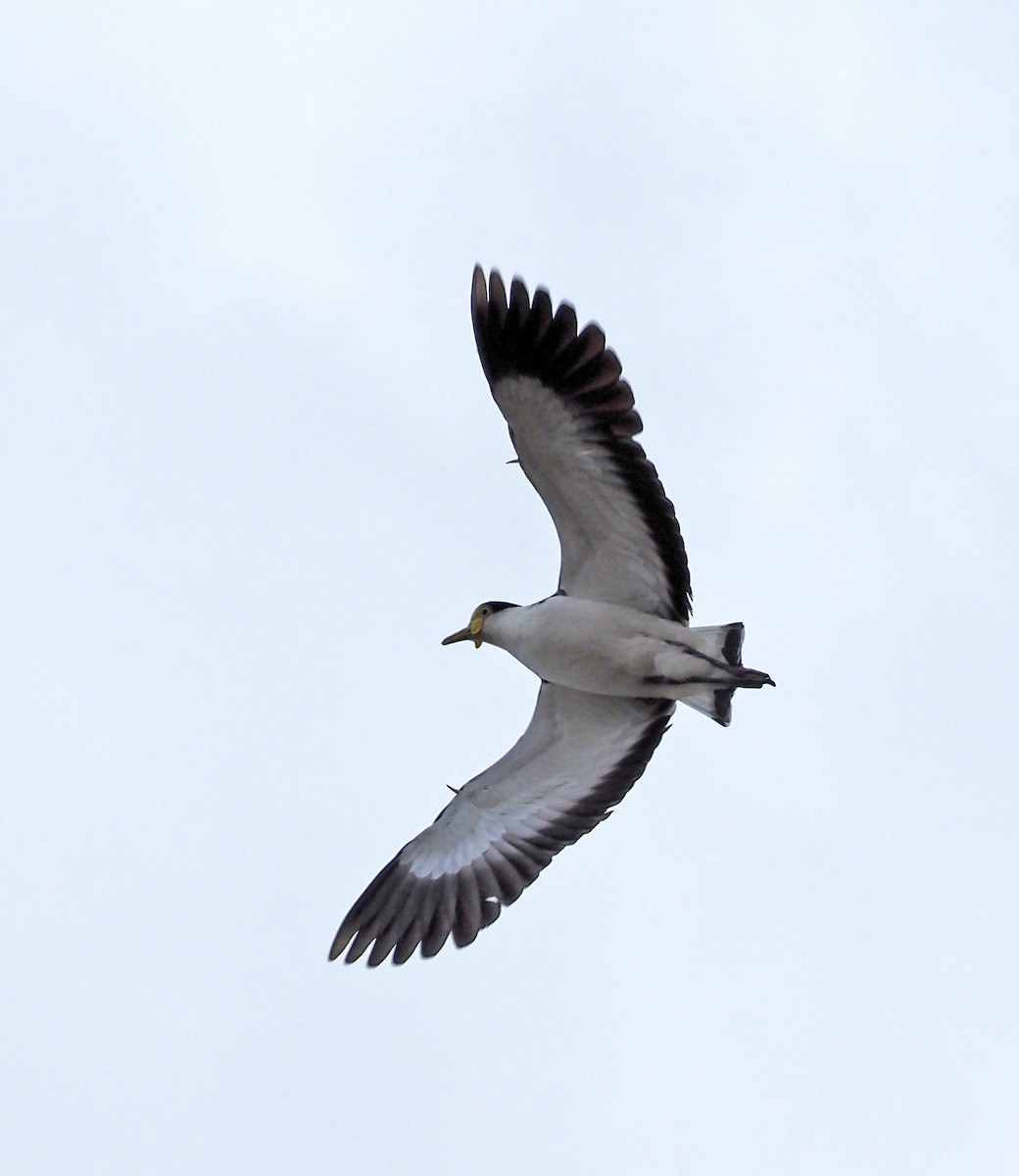 Masked Lapwing - ML643079288