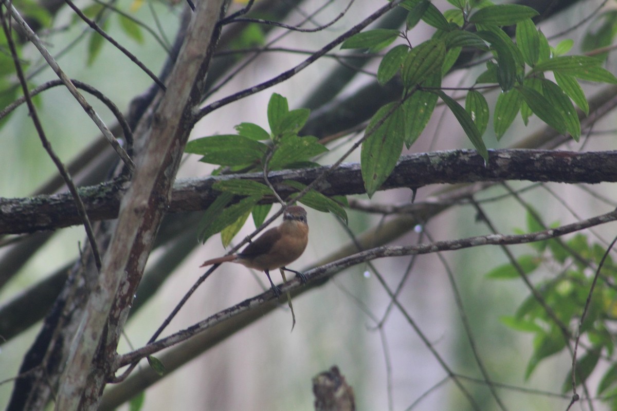 Buff-fronted Foliage-gleaner - ML643079289