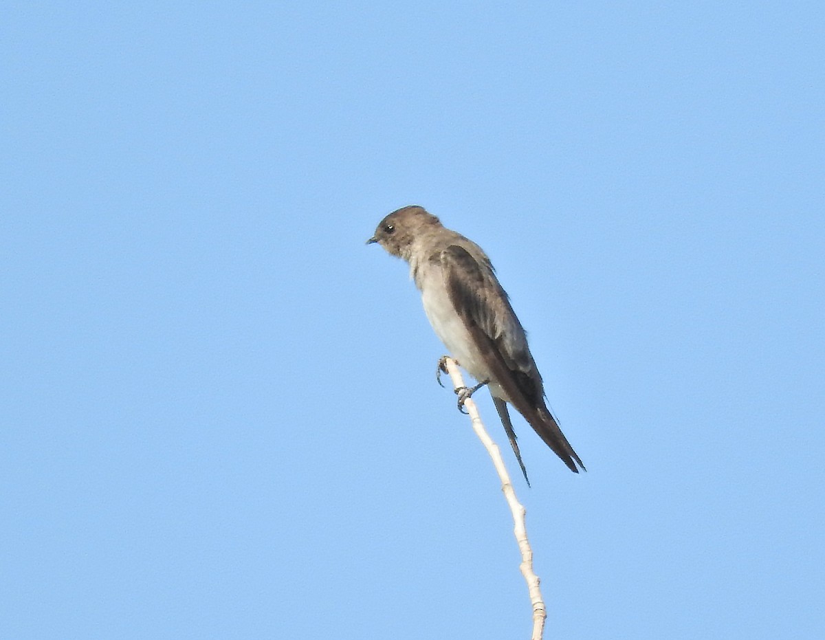Northern Rough-winged Swallow - ML643079302