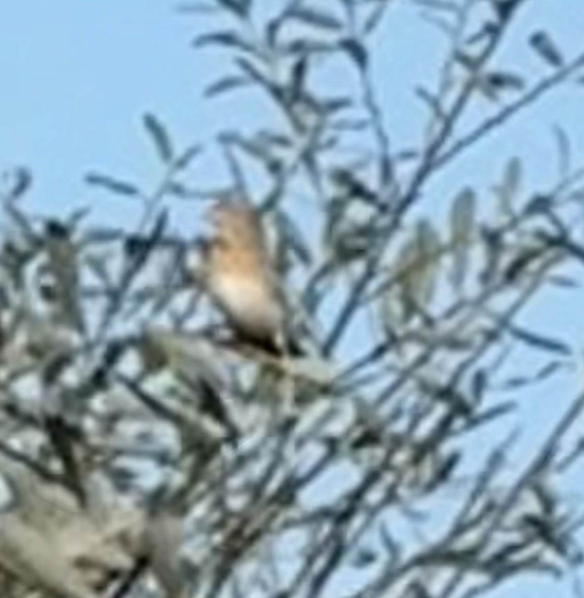 Grasshopper Sparrow - ML643079304