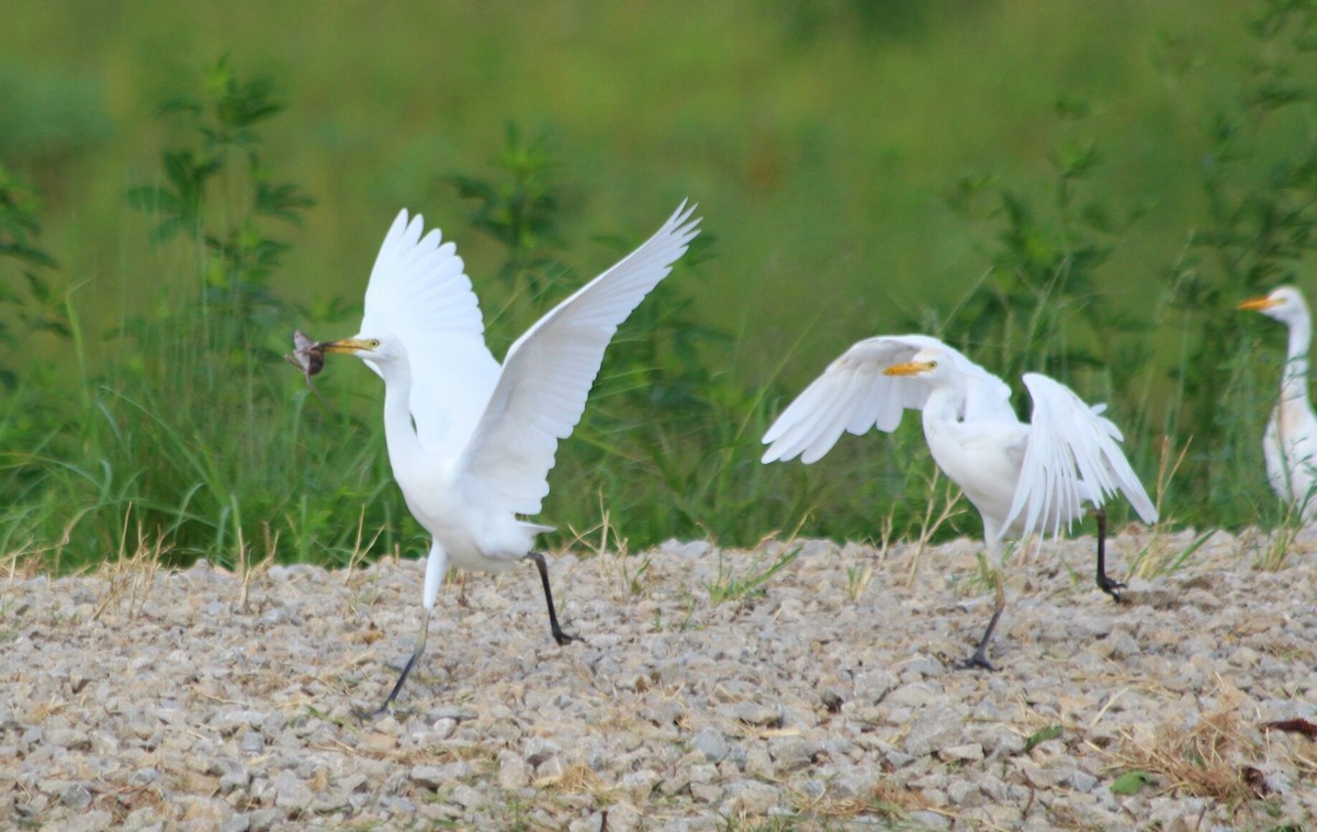 Египетская цапля (ibis) - ML64307931