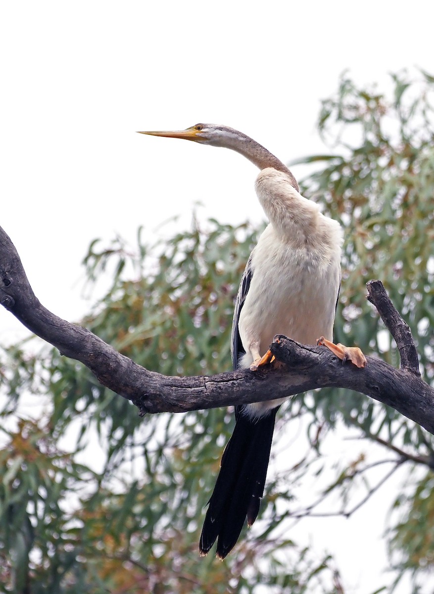 Australasian Darter - ML643079316