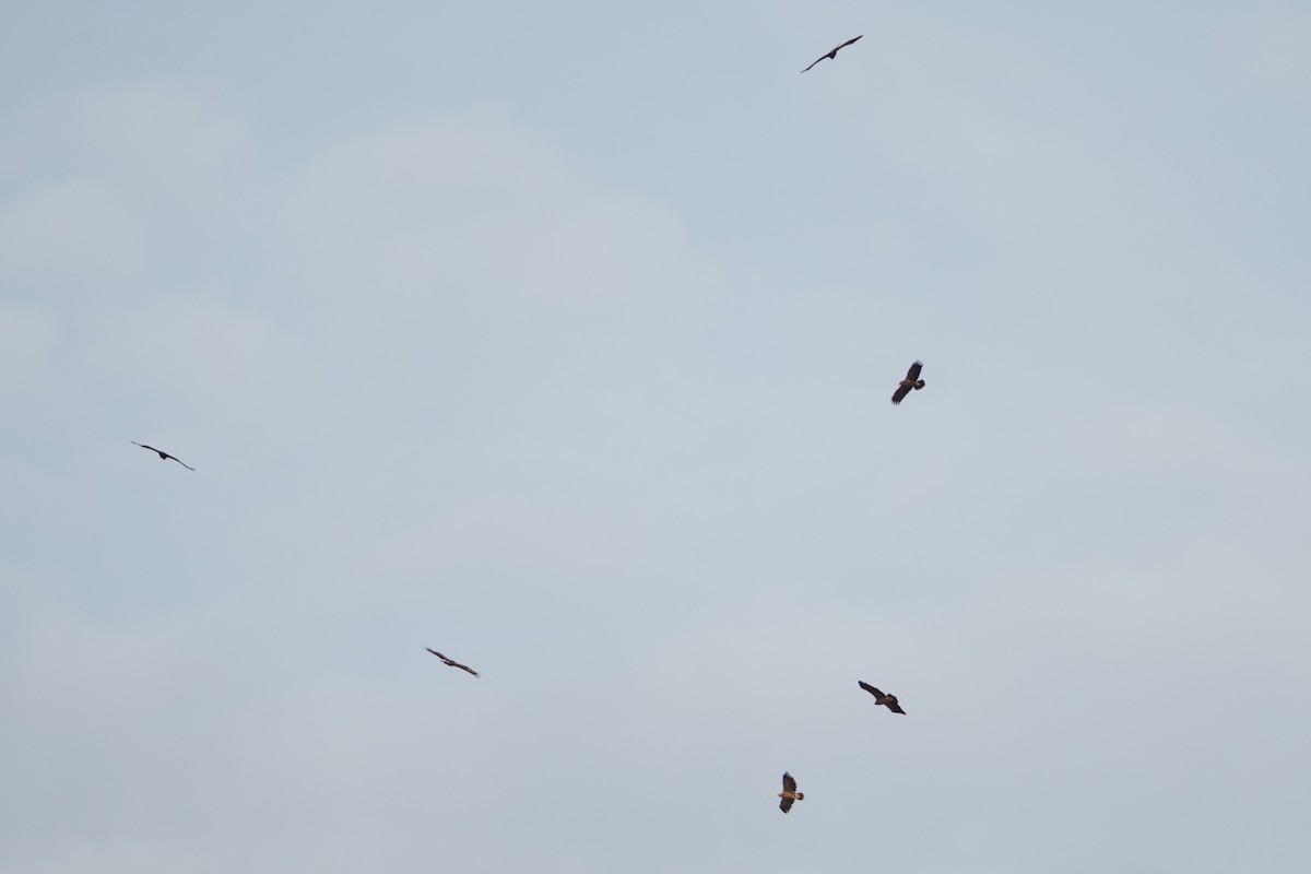 Lesser Spotted Eagle - ML643079318