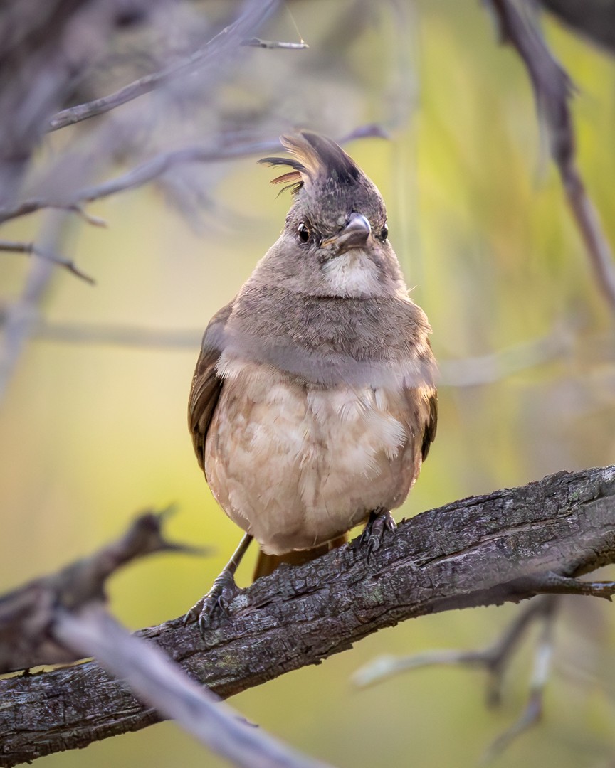 Crested Bellbird - ML643079319