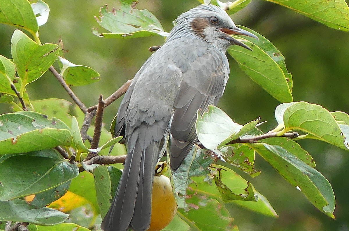 Brown-eared Bulbul - ML643079325