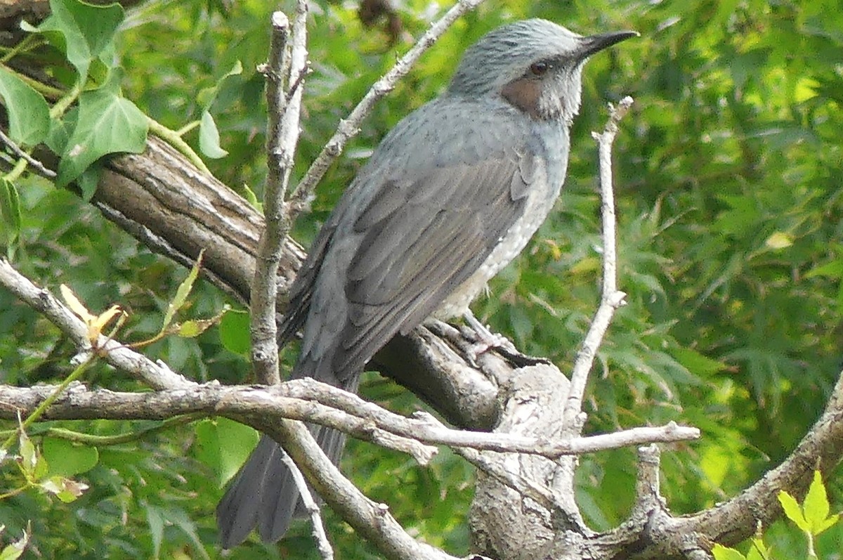Brown-eared Bulbul - ML643079326