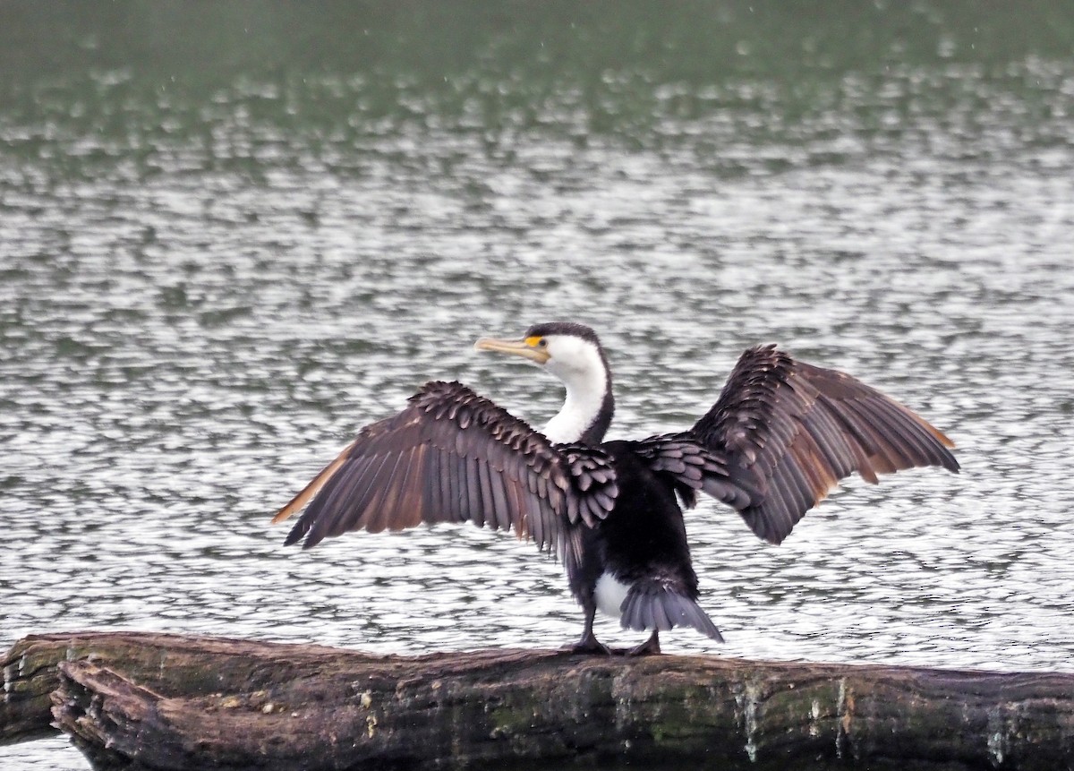 Pied Cormorant - ML643079355