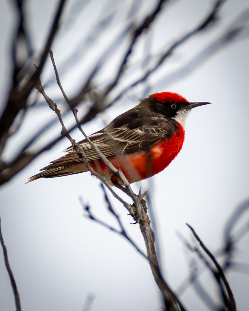 Crimson Chat - ML643079356