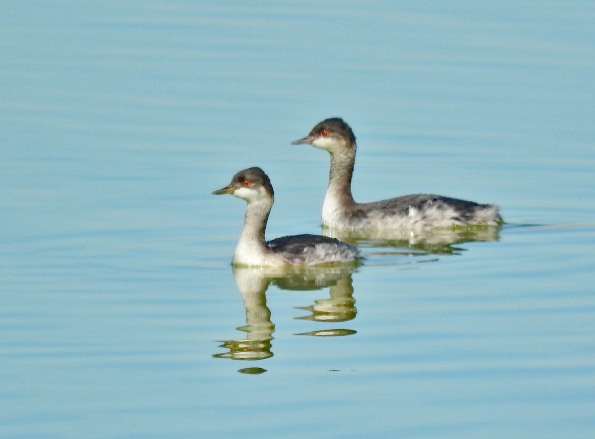 Eared Grebe - ML643079358