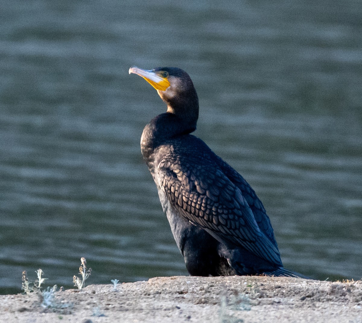 Great Cormorant - ML643079374