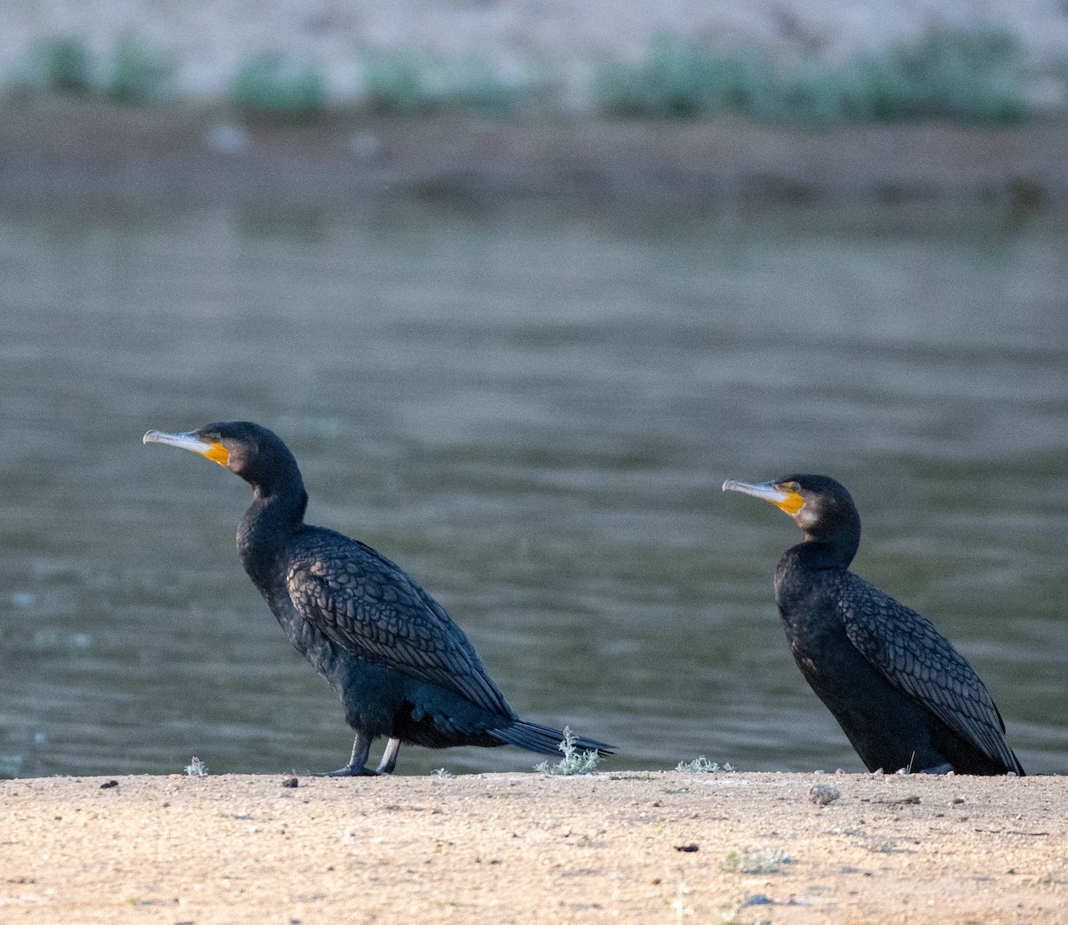 Great Cormorant - ML643079375