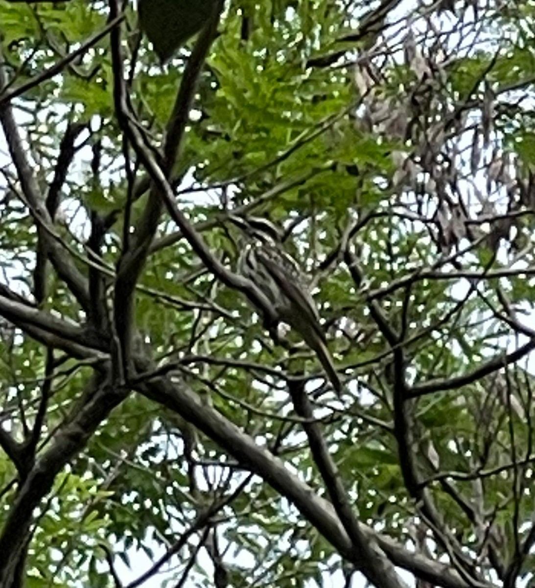 Streaked Flycatcher - ML643079377