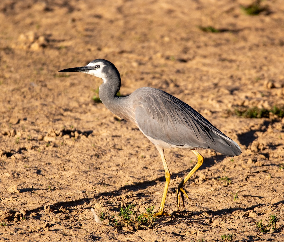 White-faced Heron - ML643079383