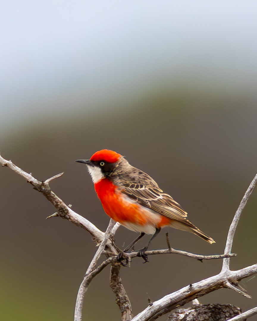 Crimson Chat - ML643079385