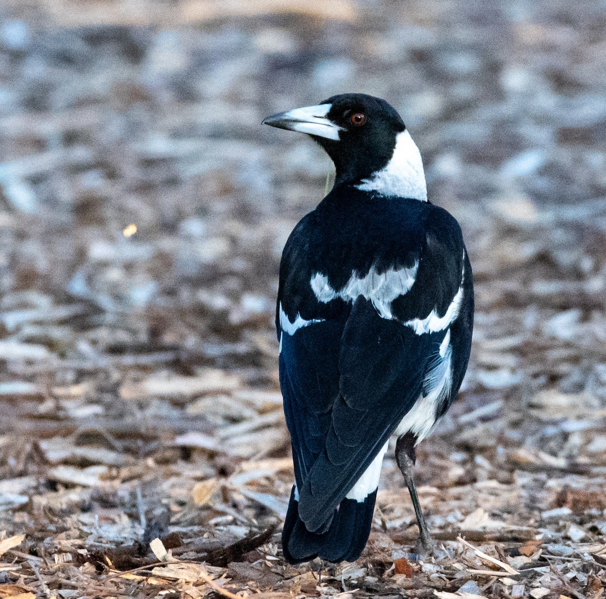 Australian Magpie - ML643079392
