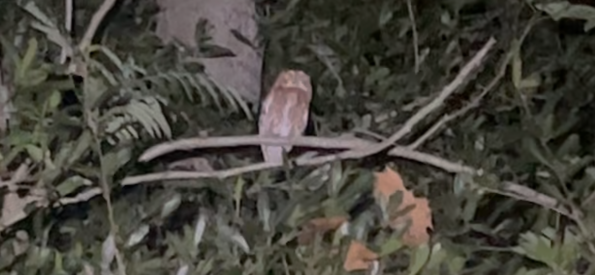 Eastern Screech-Owl - ML643079393