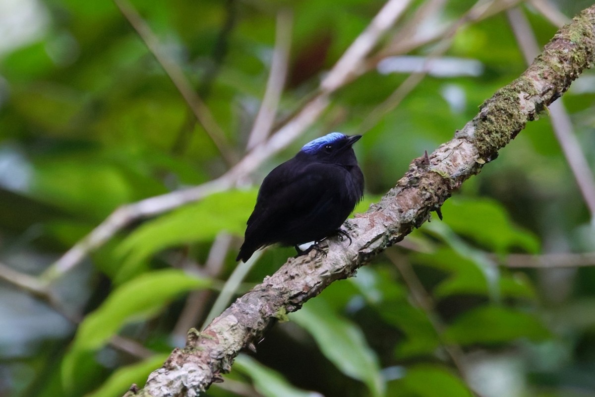 Blue-capped Manakin - ML643079401