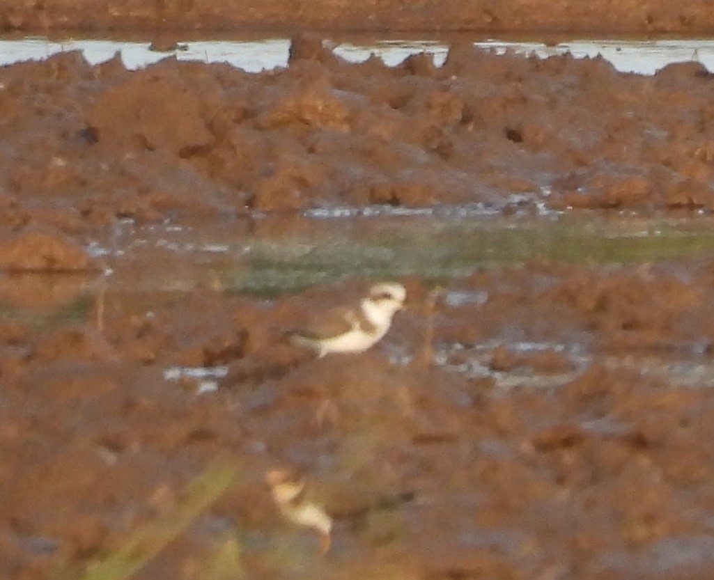 Kentish Plover - ML643079402