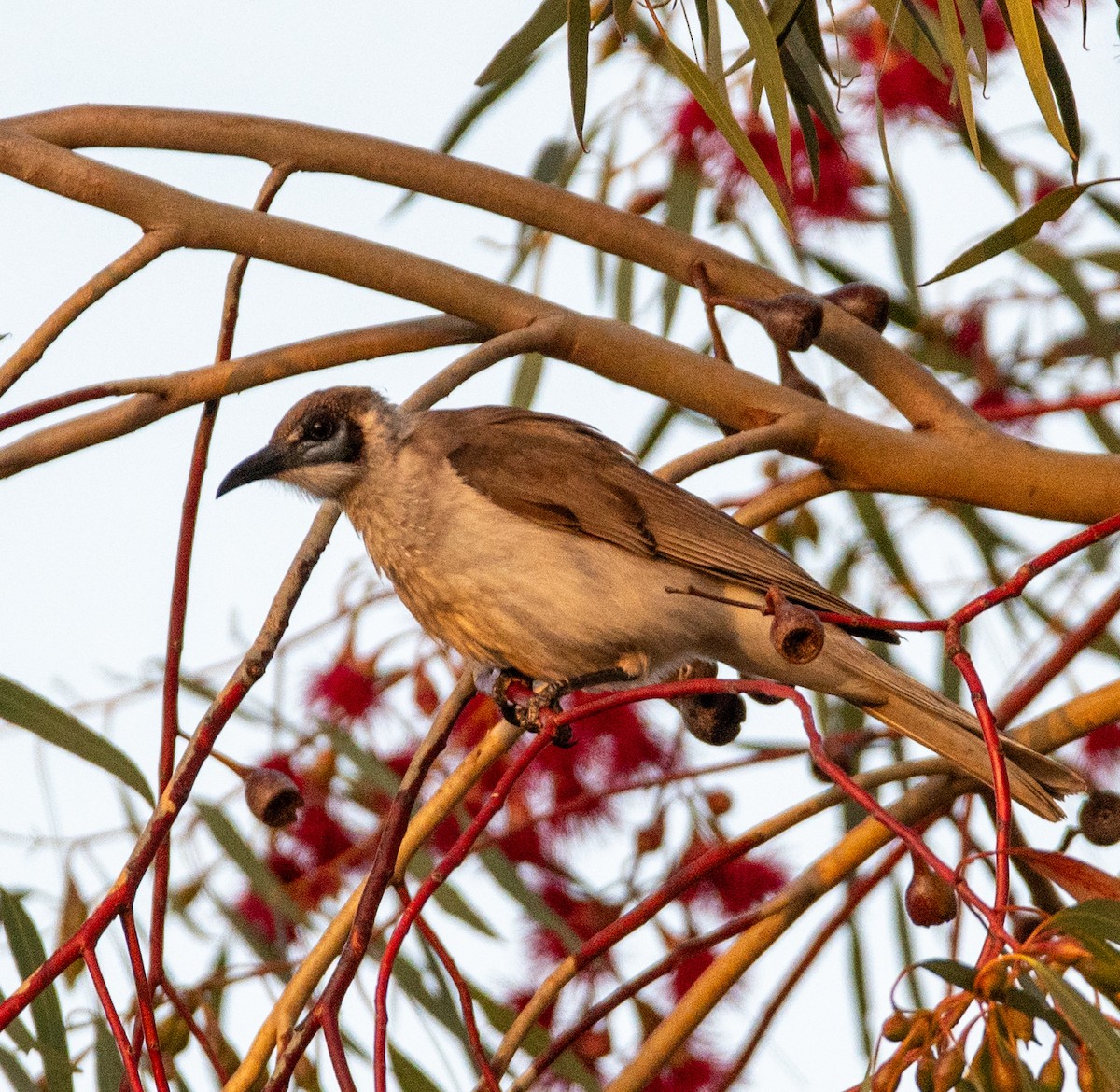 Little Friarbird - ML643079409