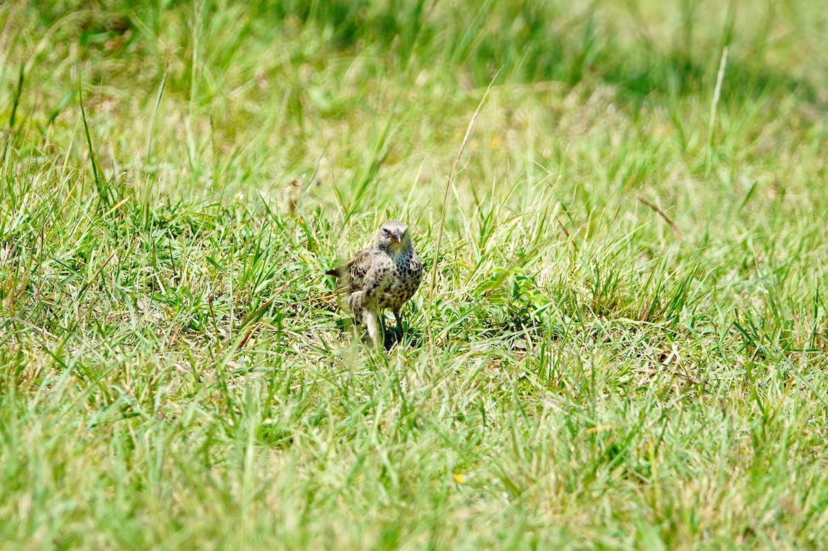 Rufous-tailed Weaver - ML643079416