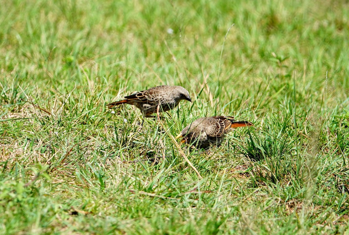 Rufous-tailed Weaver - ML643079417