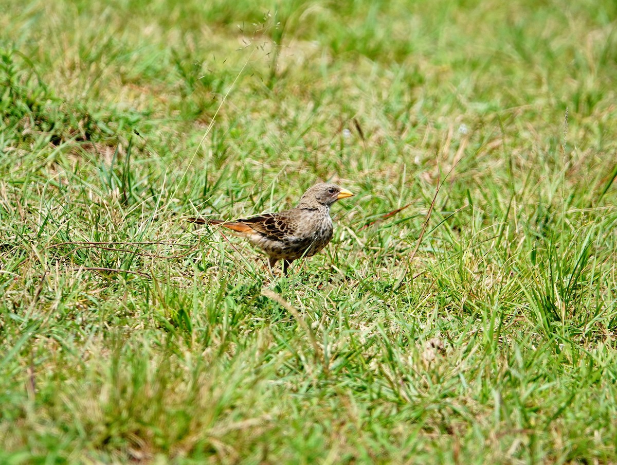 Rufous-tailed Weaver - ML643079418