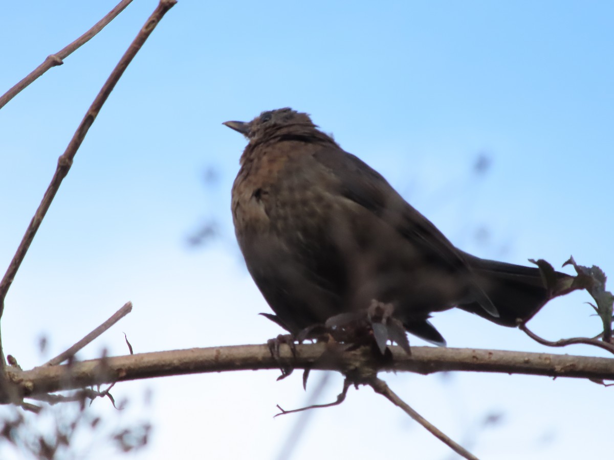 Eurasian Blackbird - ML643079431
