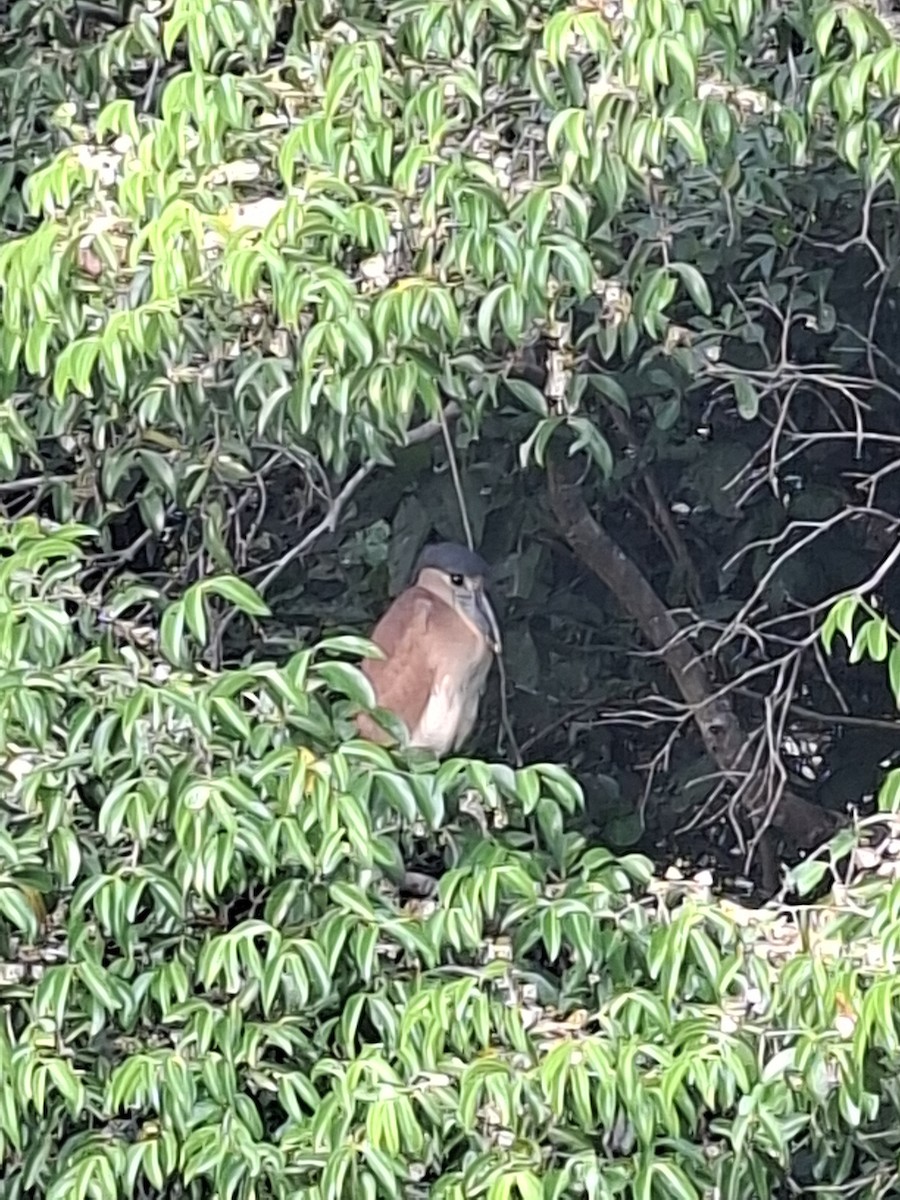 Boat-billed Heron - ML643079438