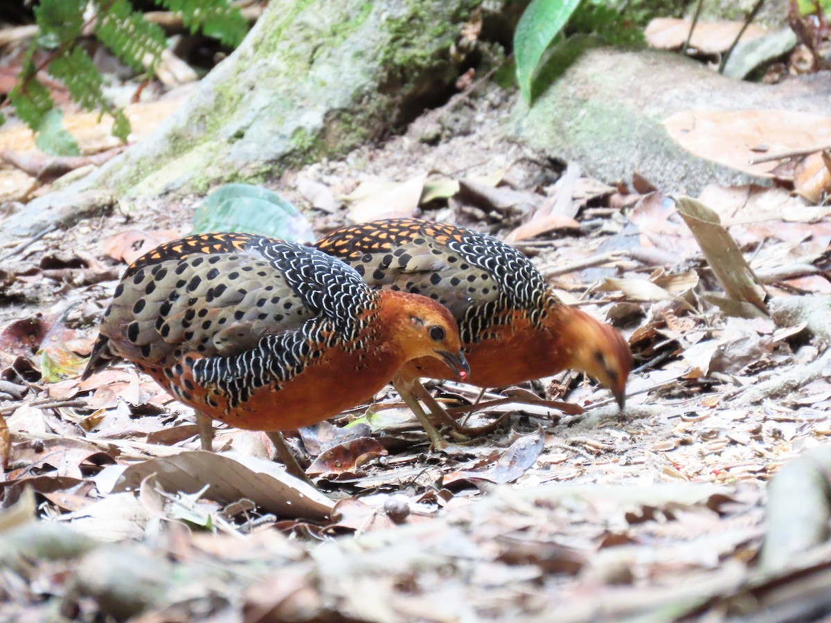 Ferruginous Partridge - ML643079440