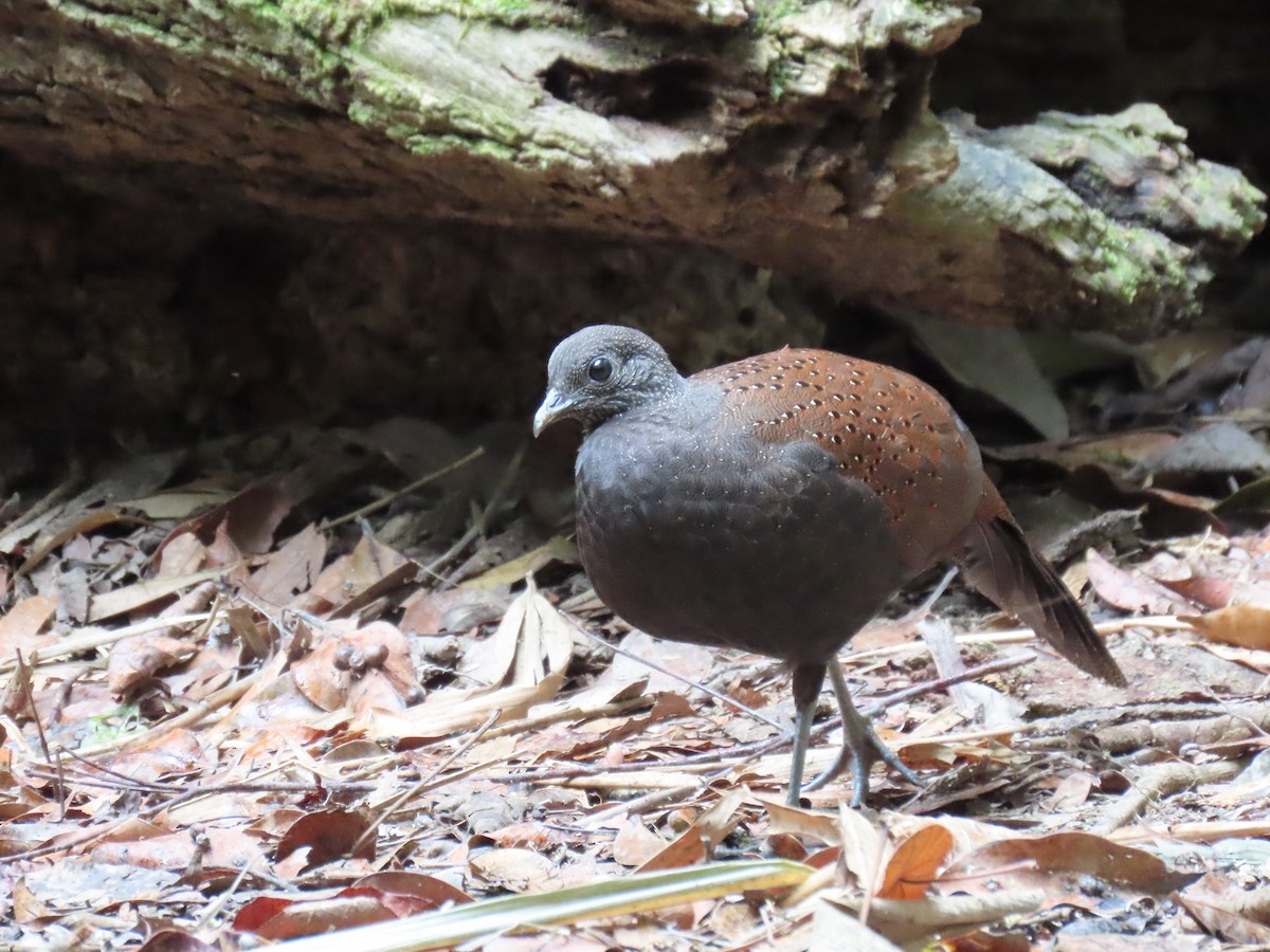 Mountain Peacock-Pheasant - ML643079442