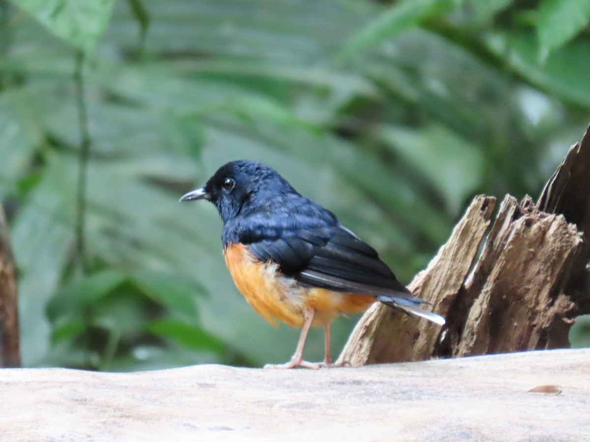 White-rumped Shama - ML643079456