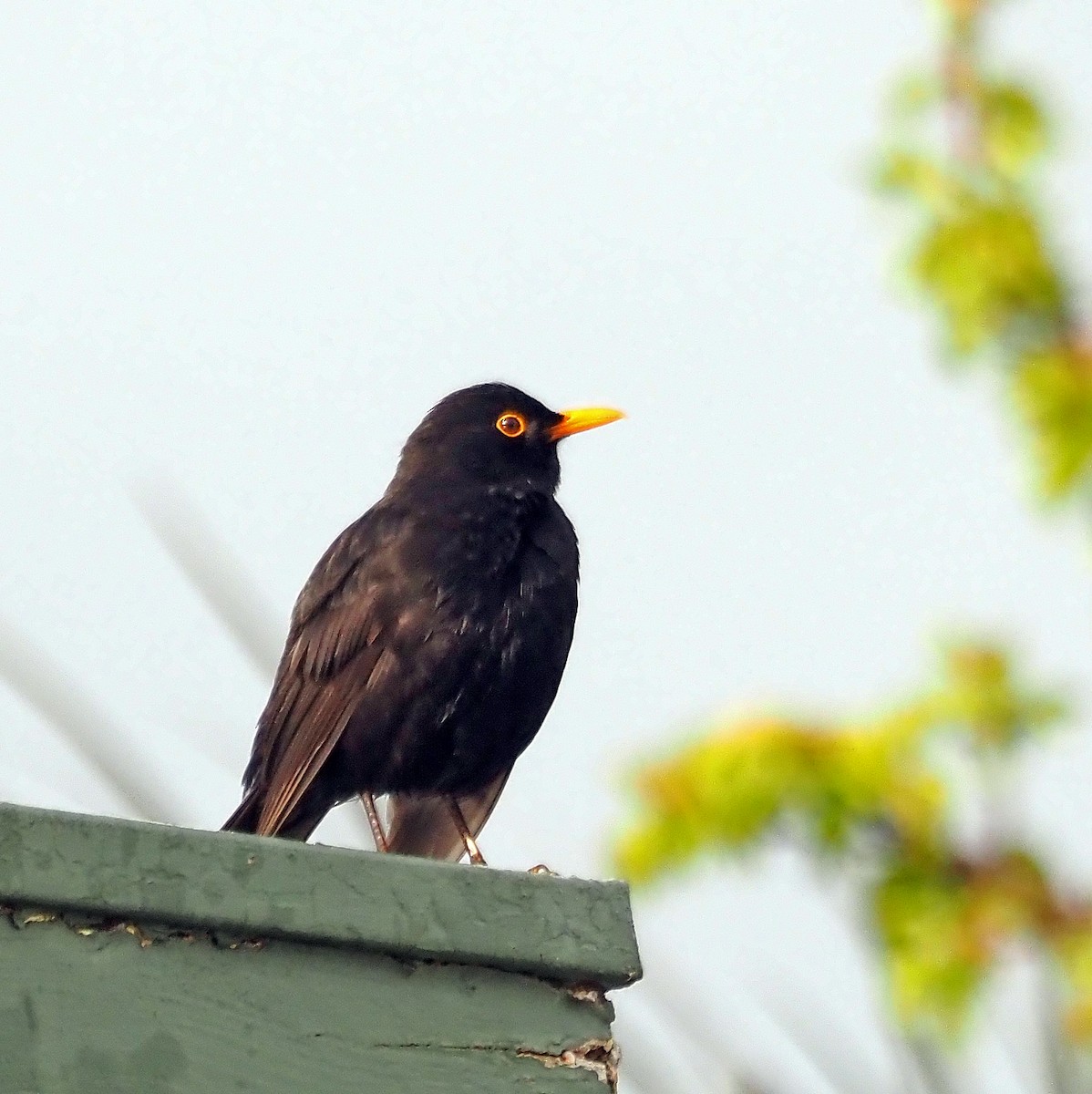 Eurasian Blackbird - ML643079469