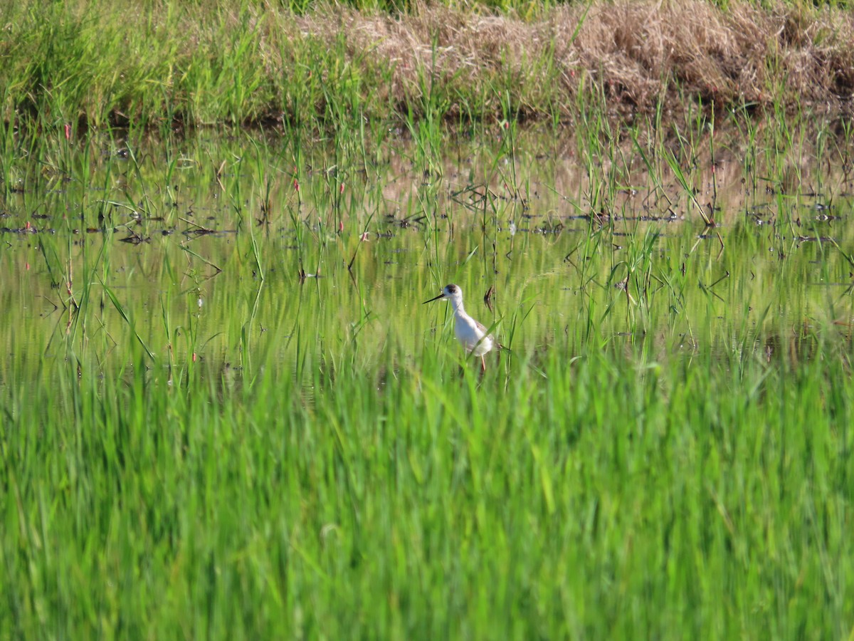 Black-winged Stilt - ML643079480