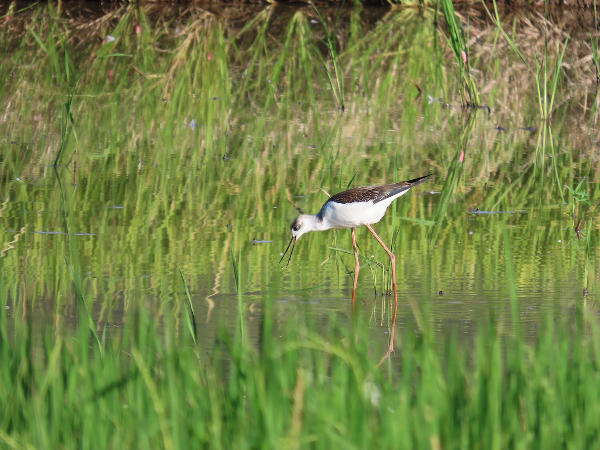 Black-winged Stilt - ML643079482