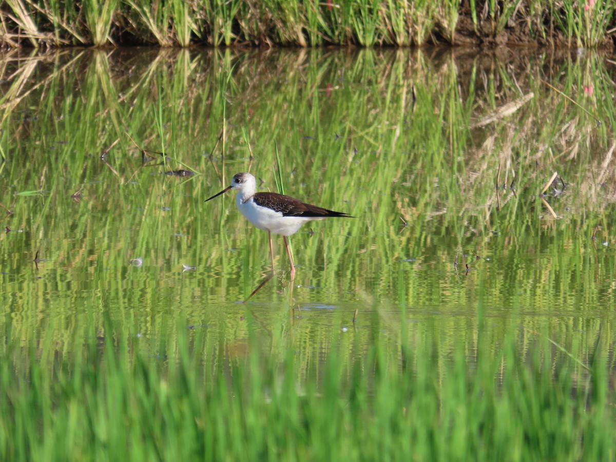 Black-winged Stilt - ML643079483