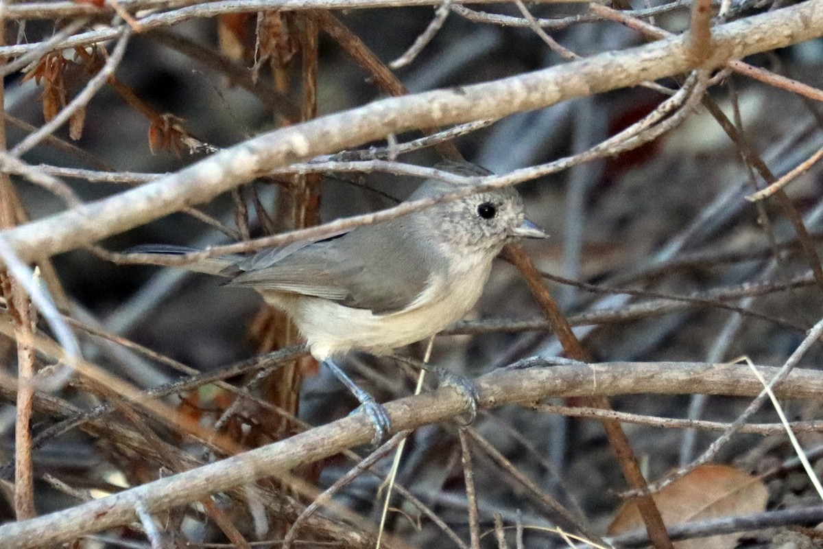 Oak Titmouse - ML643079490