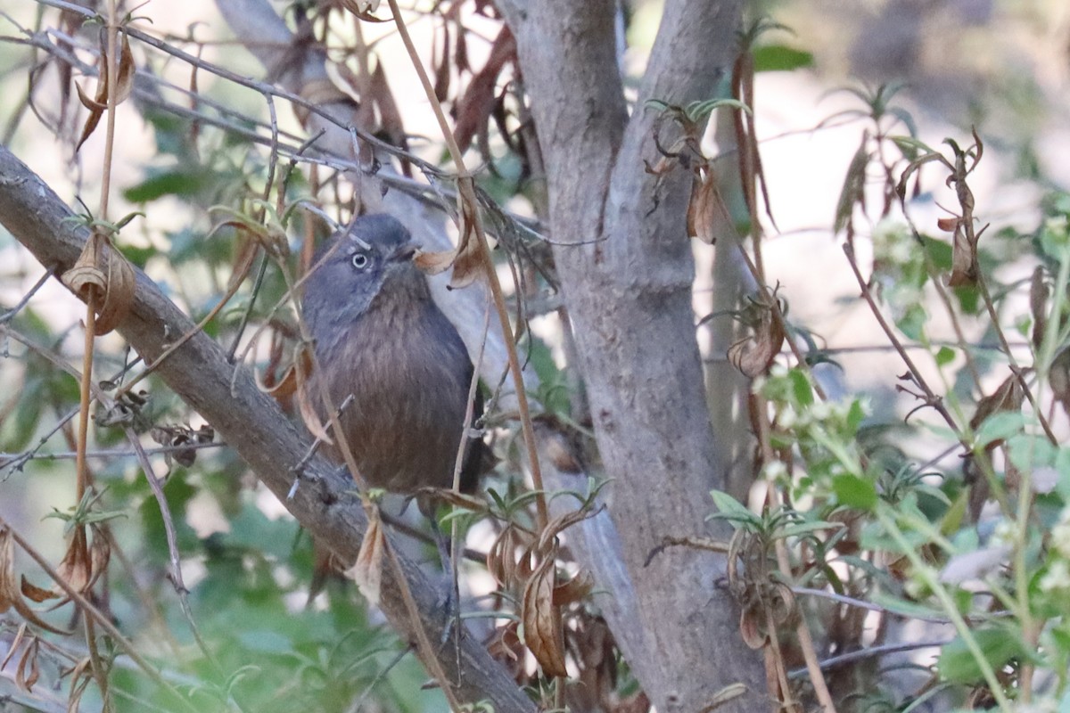 Wrentit - ML643079491