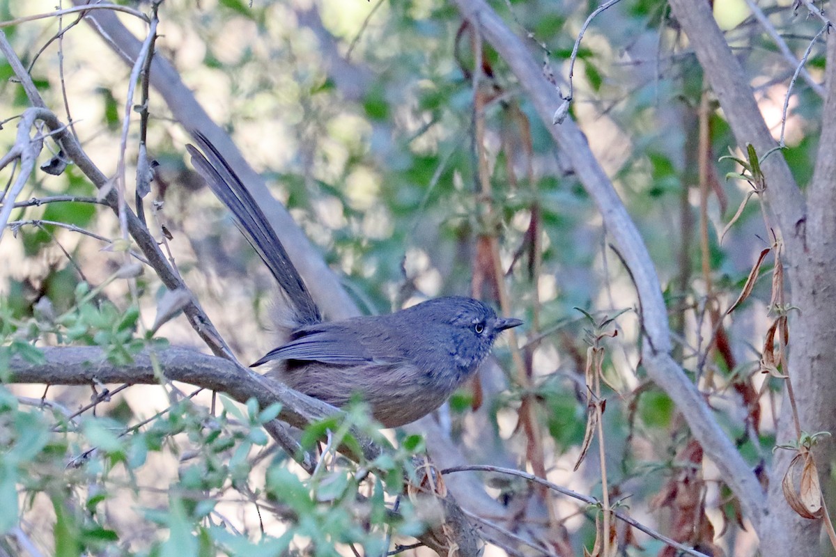 Wrentit - ML643079492