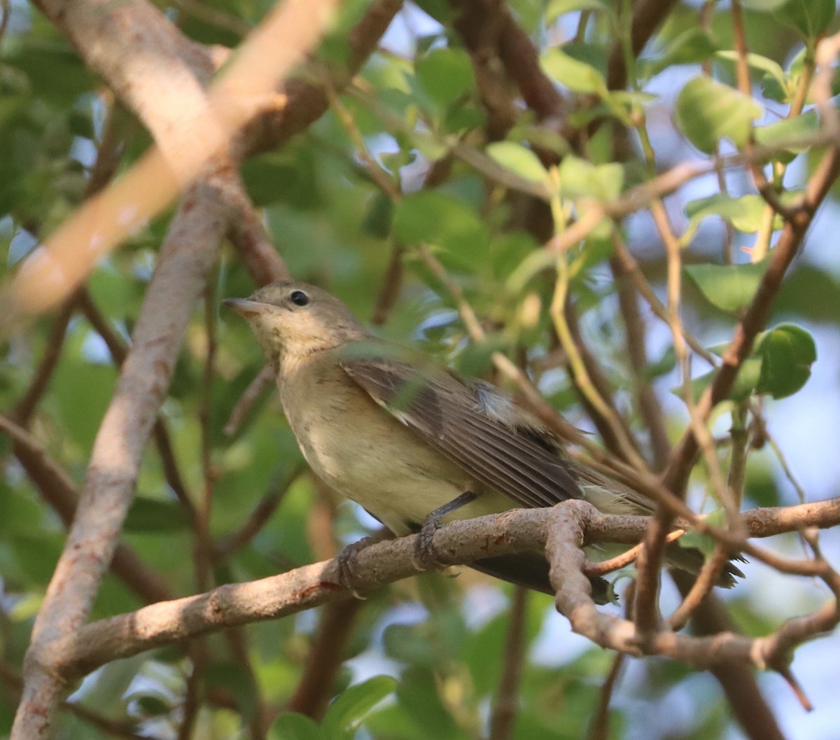 Garden Warbler - ML643079501