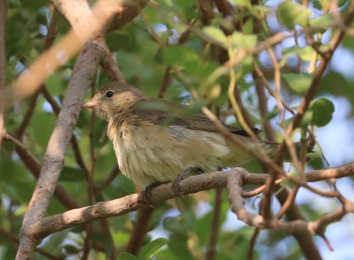 Garden Warbler - ML643079502