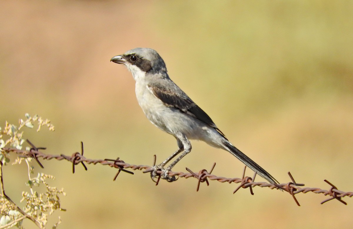Loggerhead Shrike - ML643079503