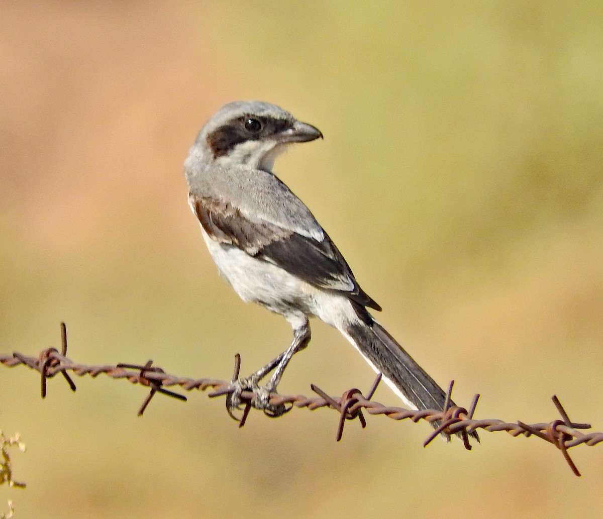 Loggerhead Shrike - ML643079504